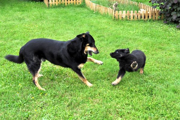 Freki und klein Delo spielen schon miteinander